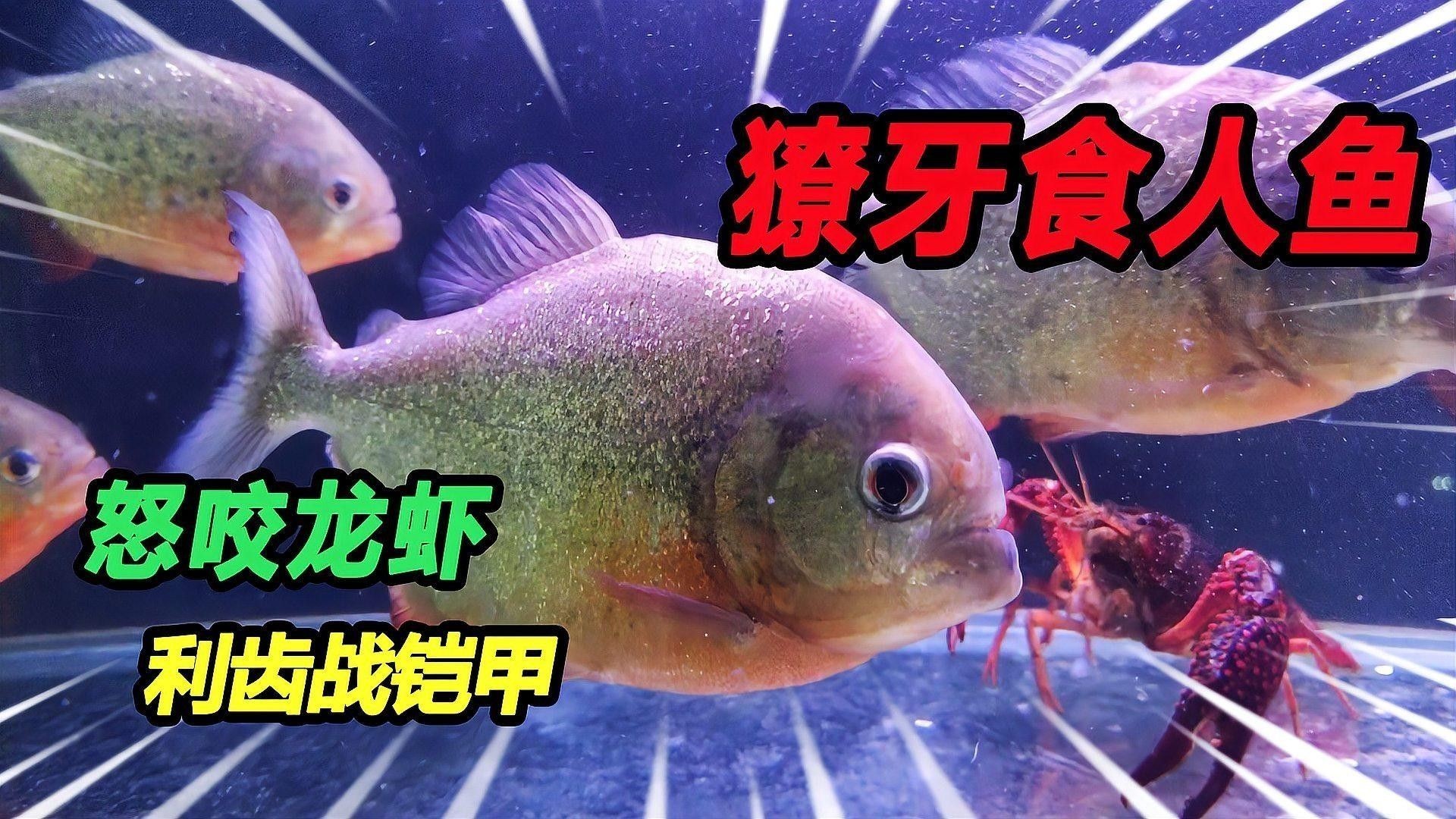 食人魚群體攻擊時有多可怕？（食人魚群體攻擊可怕之處在于食人魚群體攻擊的可怕之處）