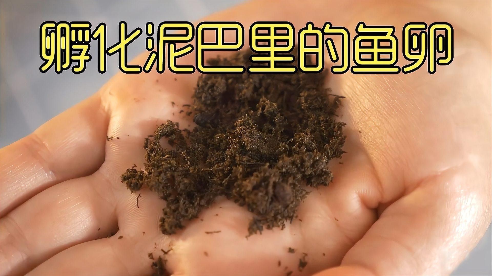 紅龍魚卵如何人工孵化？（紅龍魚卵人工孵化過程） 紅龍魚卵如何人工孵化？（紅龍魚卵人工孵化過程） 龍魚百科 第3張