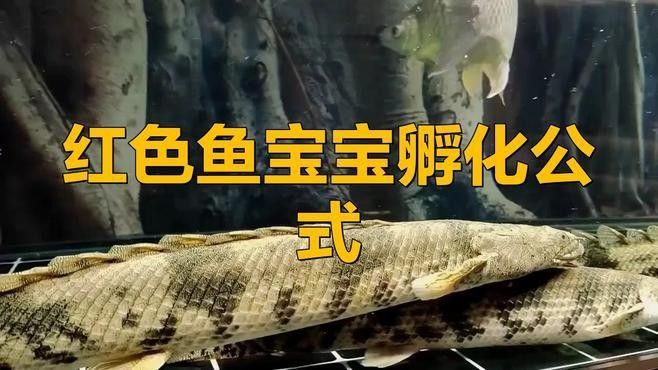 紅龍魚卵如何人工孵化？（紅龍魚卵人工孵化過程） 紅龍魚卵如何人工孵化？（紅龍魚卵人工孵化過程） 龍魚百科 第1張