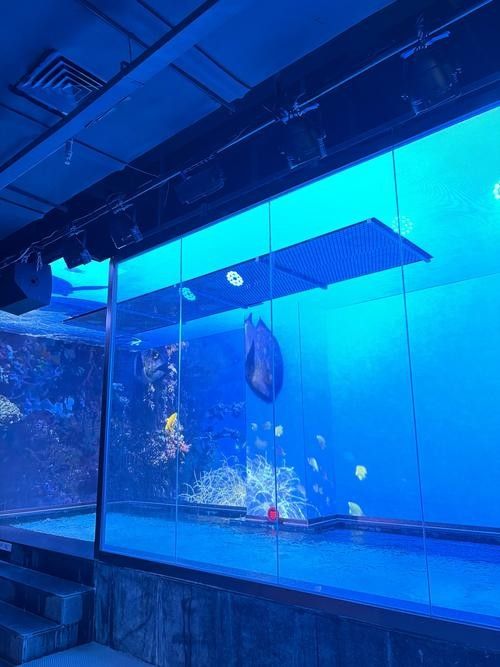 龍魚世家水族館有哪些特色（珠海龍魚世家水族館）