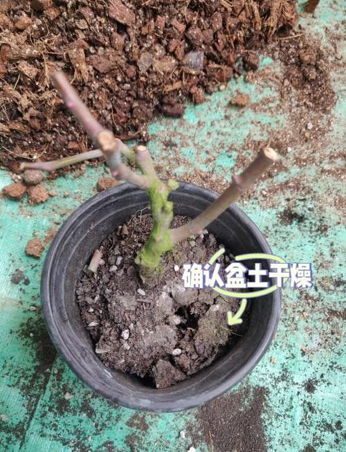 紅龍?jiān)录緭Q盆后需要施肥嗎（紅龍?jiān)录緭Q盆后多久施肥恢復(fù)期需注意3個施肥小技巧）