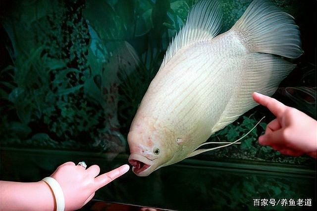 龍魚和戰(zhàn)船的價(jià)格差異大嗎（魚和戰(zhàn)船的價(jià)格差異大嗎龍魚和戰(zhàn)船價(jià)格差異大嗎）