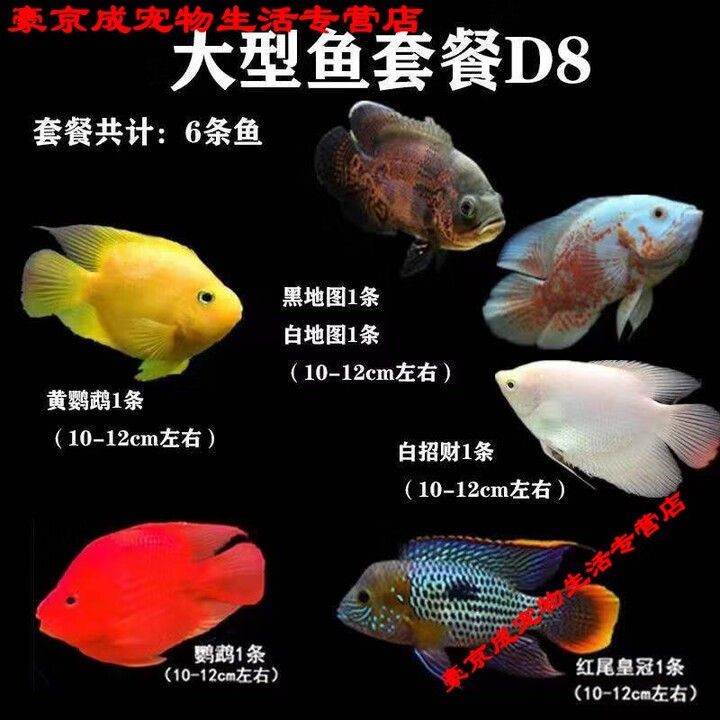 龍魚和戰(zhàn)船的價(jià)格差異大嗎（魚和戰(zhàn)船的價(jià)格差異大嗎龍魚和戰(zhàn)船價(jià)格差異大嗎）