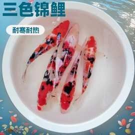 龍魚和戰(zhàn)船的價(jià)格差異大嗎（魚和戰(zhàn)船的價(jià)格差異大嗎龍魚和戰(zhàn)船價(jià)格差異大嗎）