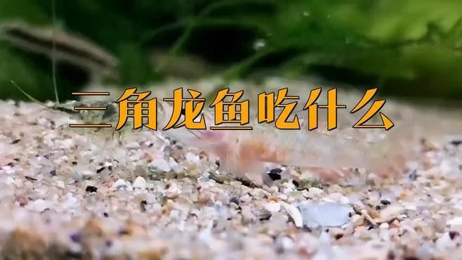 三角龍魚有哪些特征？（三角龍魚的品種特征具有三角特征的品種三角龍魚有哪些）