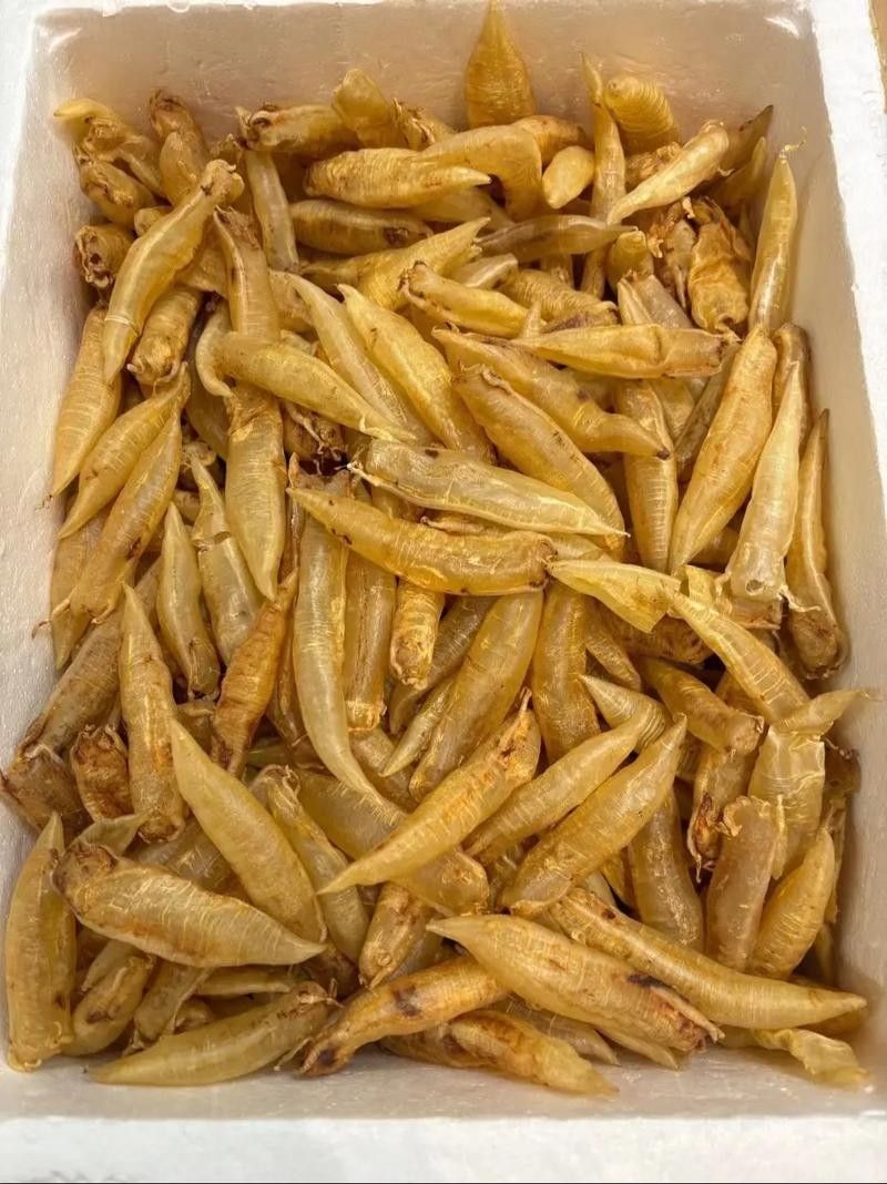 金龍魚膠的產地在哪里？（金龍魚膠是什么）