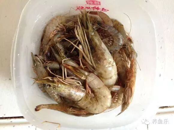如何自制紅眼白子招財龍魚飼料（紅眼白子招財龍魚自制飼料與市售飼料與市售飼料哪個更好） 如何自制紅眼白子招財龍魚飼料（紅眼白子招財龍魚自制飼料與市售飼料與市售飼料哪個更好） 龍魚百科 第4張