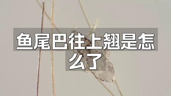 金龍魚翹尾需要隔離嗎（金龍魚翹尾需要隔離嗎金龍魚翹尾需要隔離嗎）