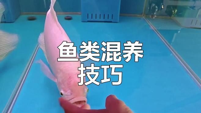 發財魚和哪些魚混養比較合適（發財魚可以和哪些魚混養）