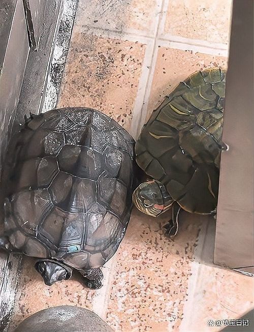 龍魚缸制作過程圖片欣賞龍魚缸制作過程圖片欣賞及制作過程，龍魚缸制作過程