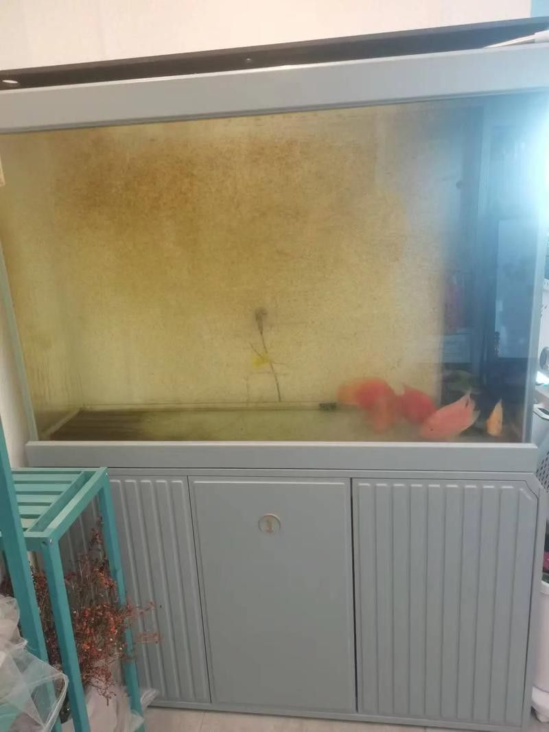 金龍魚魚缸背景圖如何清洗（金龍魚魚缸背景圖多久清洗一次？）
