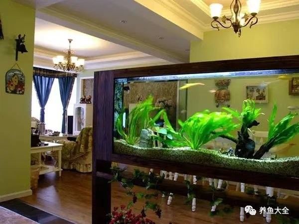 金龍魚魚缸背景圖如何清洗（金龍魚魚缸背景圖多久清洗一次？）