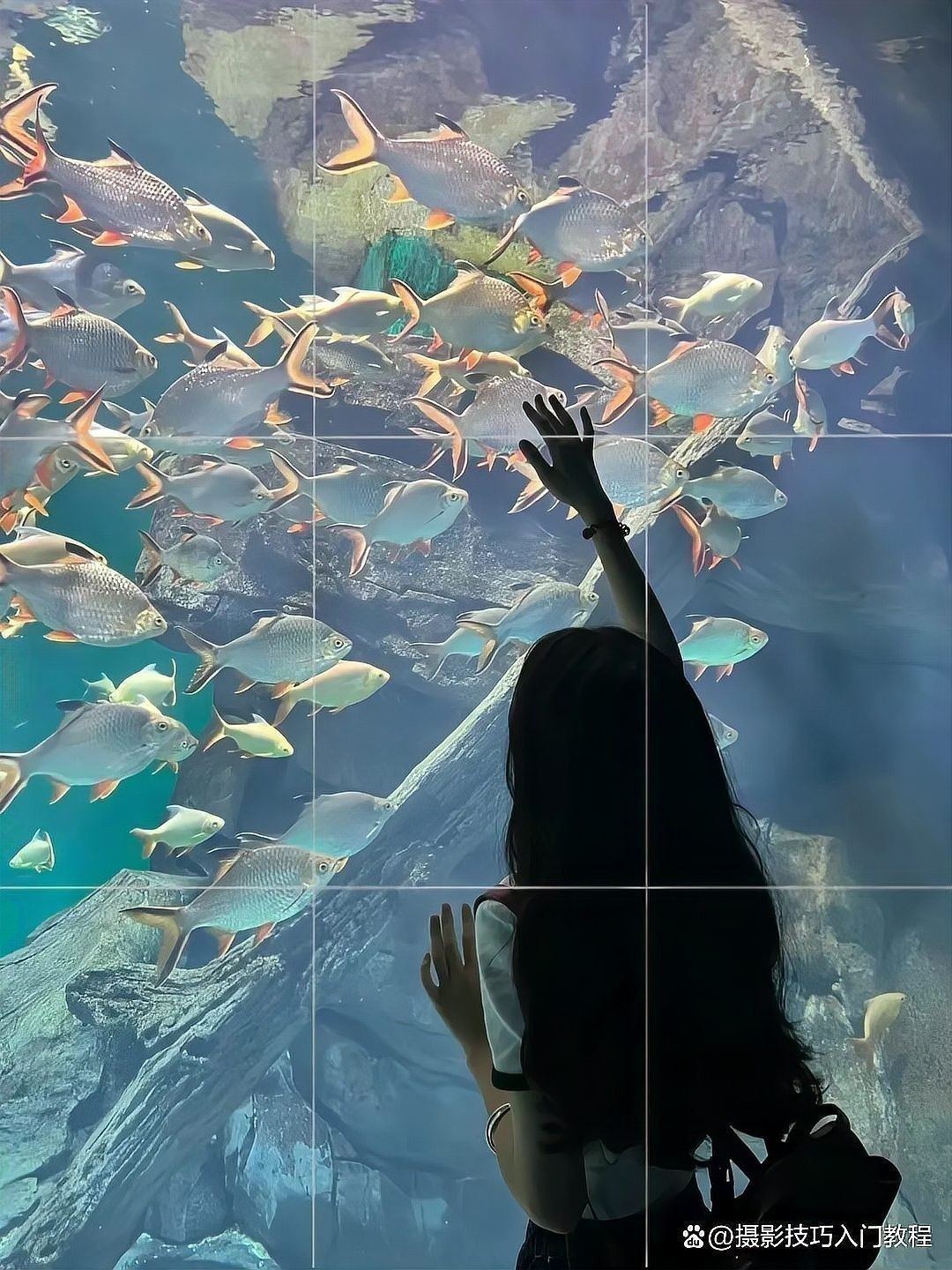 如何拍攝龍魚照片更漂亮（拍攝龍魚照片的技巧和注意事項） 如何拍攝龍魚照片更漂亮（拍攝龍魚照片的技巧和注意事項） 龍魚百科 第5張