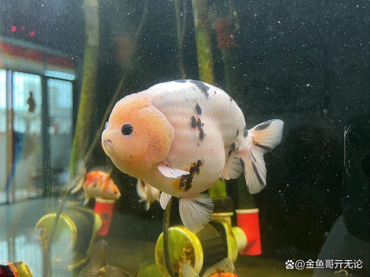 如何延長魚缸的使用壽命（如何延長魚缸的使用壽命，延長魚缸使用壽命的秘訣）