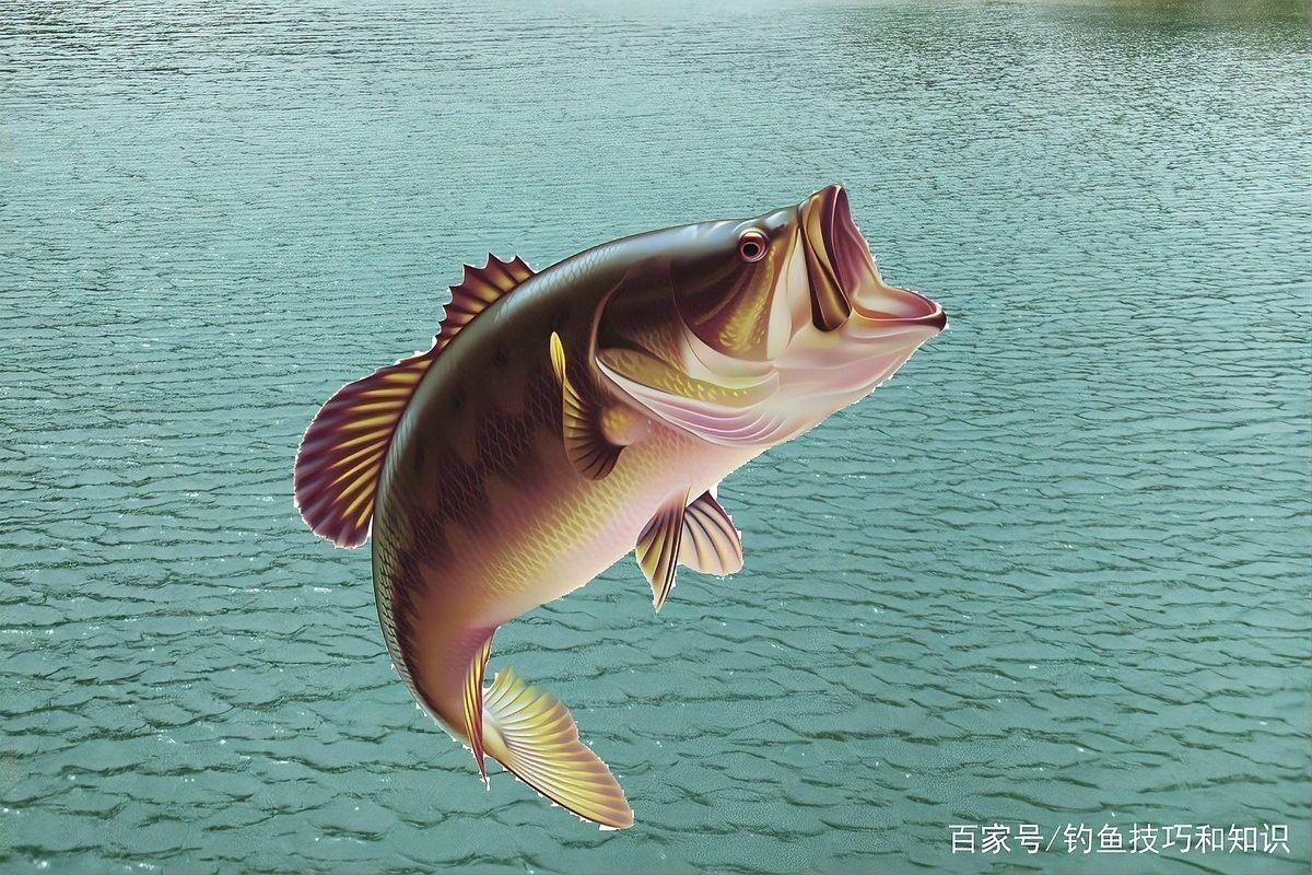 哪些藥物可以促進龍魚食欲（促進龍魚食欲的幾種藥物）
