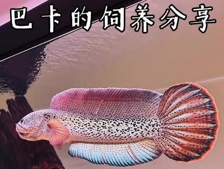 巴卡雷龍的價格是多少（巴卡雷龍化石價格）