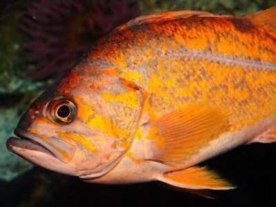 如何通過鱗片判斷龍魚年齡（如何判斷龍魚的年齡？）