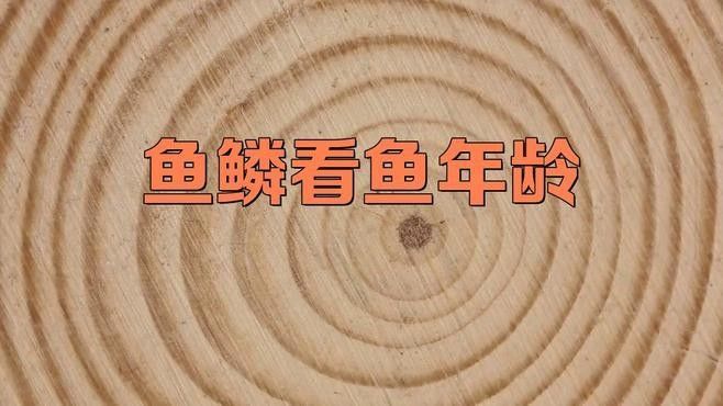 如何通過鱗片判斷龍魚年齡（如何判斷龍魚的年齡？）