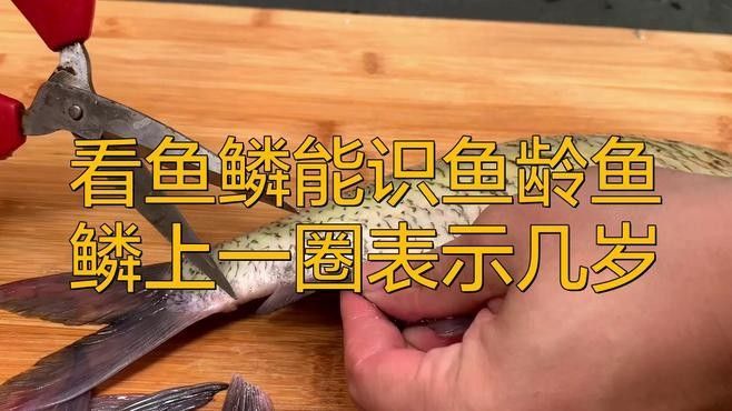 如何通過鱗片判斷龍魚年齡（如何判斷龍魚的年齡？）