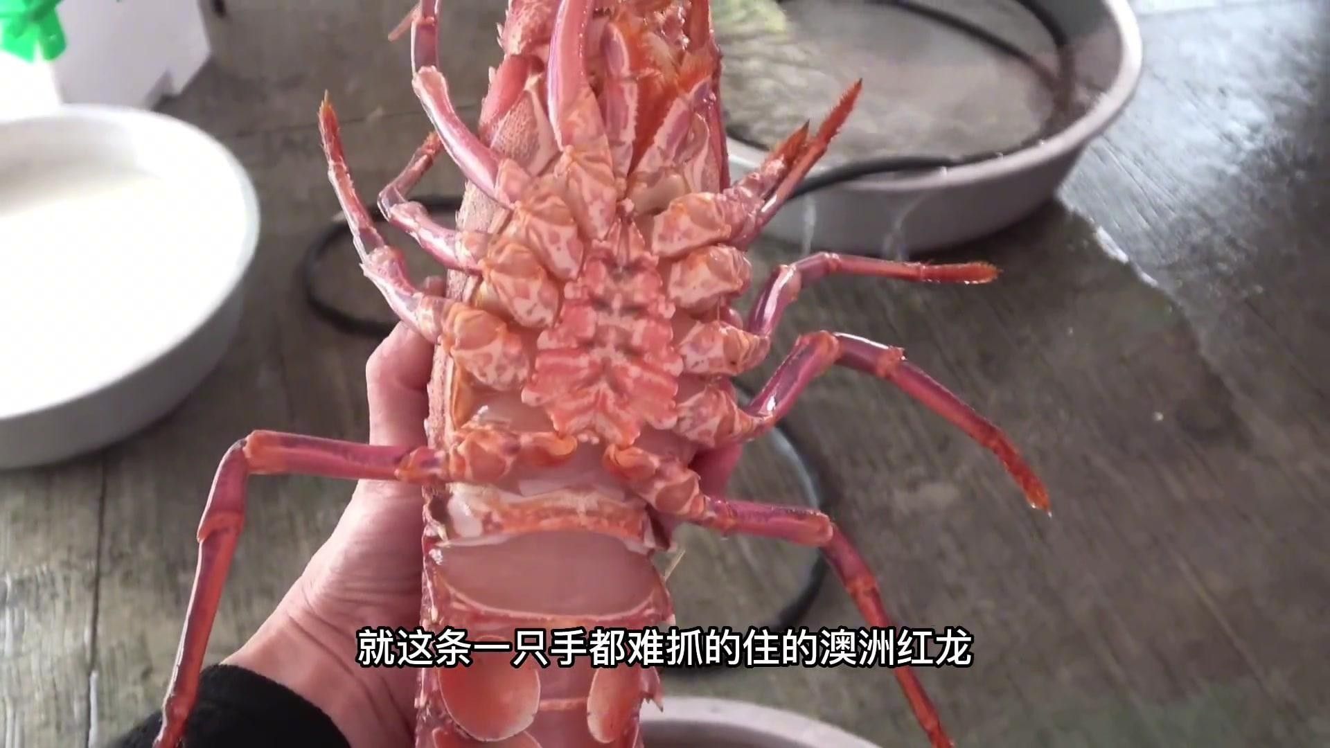 紅龍魚(yú)有哪些常見(jiàn)的烹飪方法（澳洲紅龍魚(yú)怎么做好吃紅龍魚(yú)的烹飪方法包括以下幾種）