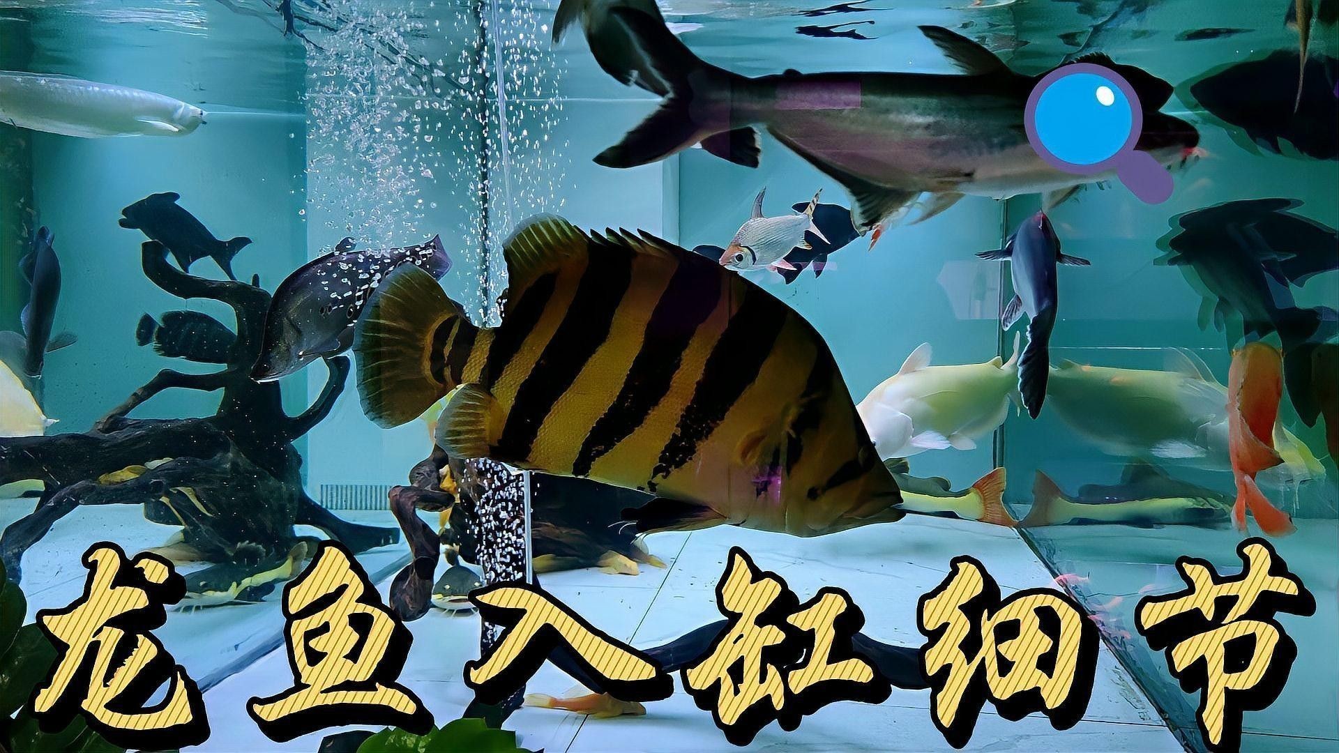 如何判斷龍魚是否適應新缸？（判斷龍魚是否適應新缸的幾個關鍵指標）