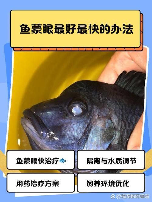 如何預防金龍魚蒙眼病？（龍魚蒙眼怎么辦）