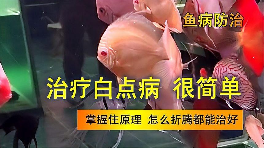 金龍魚白點病多久會好（金龍魚白點病怎么治療） 金龍魚白點病多久會好（金龍魚白點病怎么治療） 龍魚百科 第1張