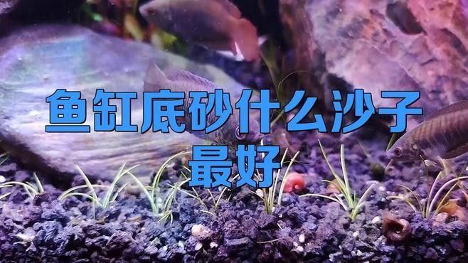 龍魚缸底砂選擇什么材質好？（魚缸底砂的選擇對于水質管理和美觀度至關重要） 龍魚缸底砂選擇什么材質好？（魚缸底砂的選擇對于水質管理和美觀度至關重要） 龍魚百科 第7張