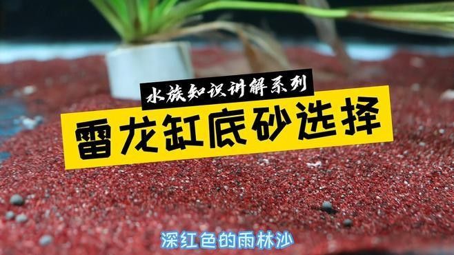 龍魚缸底砂選擇什么材質好？（魚缸底砂的選擇對于水質管理和美觀度至關重要） 龍魚缸底砂選擇什么材質好？（魚缸底砂的選擇對于水質管理和美觀度至關重要） 龍魚百科 第8張