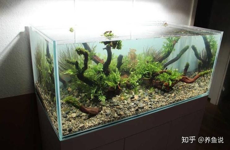 龍魚缸底砂選擇什么材質好？（魚缸底砂的選擇對于水質管理和美觀度至關重要） 龍魚缸底砂選擇什么材質好？（魚缸底砂的選擇對于水質管理和美觀度至關重要） 龍魚百科 第9張