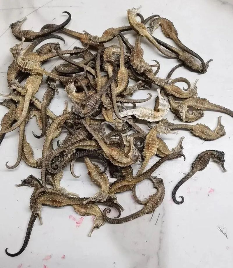 哪種海龍的藥用價值更高（海馬和海龍的功效與作用有哪些張子義主任醫師三甲海龍的功效與作用）