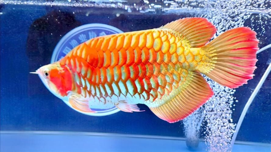 連云港哪個水族館龍魚好？祥龍魚場龍魚（連云港祥龍魚場） 連云港哪個水族館龍魚好？祥龍魚場龍魚（連云港祥龍魚場） 龍魚百科 第3張