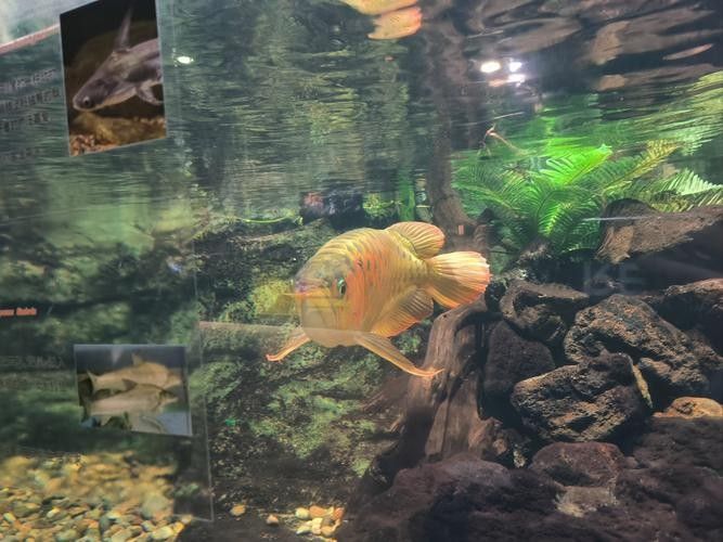 連云港哪個水族館龍魚好？祥龍魚場龍魚（連云港祥龍魚場） 連云港哪個水族館龍魚好？祥龍魚場龍魚（連云港祥龍魚場） 龍魚百科 第2張