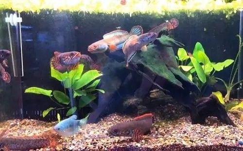 如何DIY雷龍魚缸的洞穴（diy雷龍魚洞穴造景）