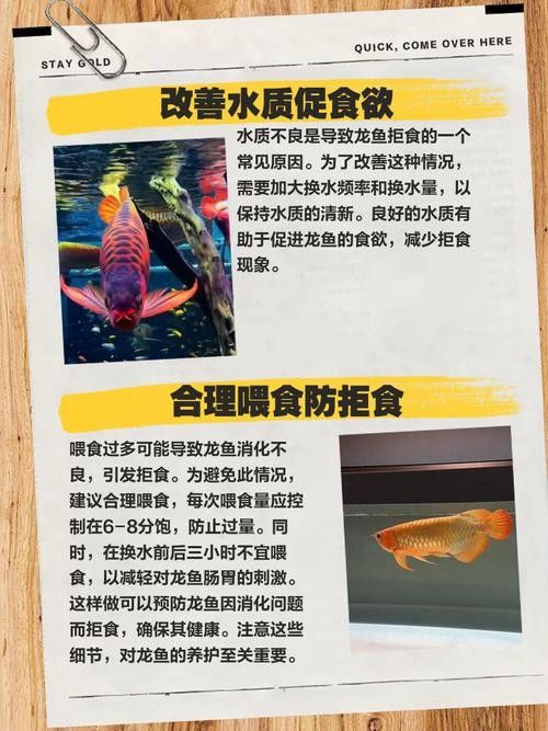 如何預(yù)防龍魚白便（魚兒拉白屎是怎么回事）