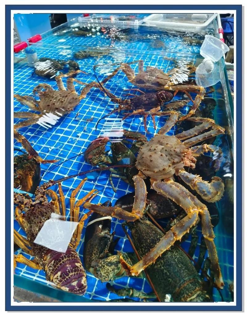 太原龍魚批發市場的營業時間（太原龍魚批發市場） 太原龍魚批發市場的營業時間（太原龍魚批發市場） 龍魚百科 第2張