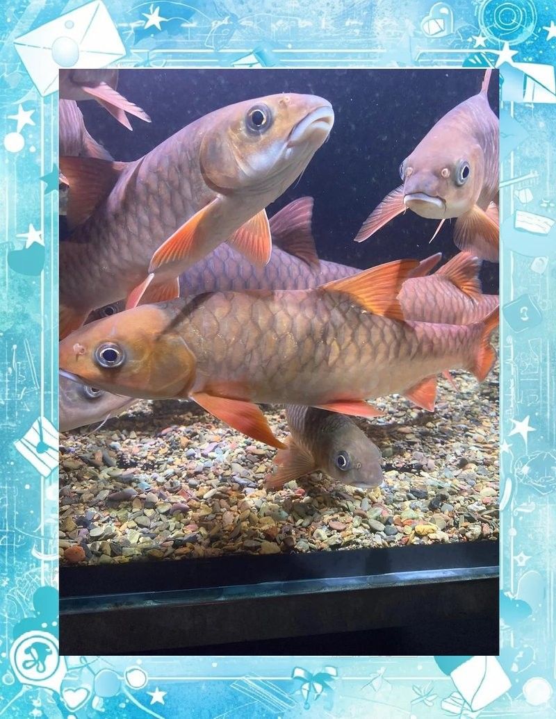 如何自己在家給龍魚打包發(fā)貨（(圖文并茂版)微信公眾平臺打包全攻略）