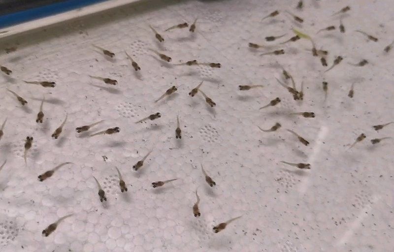 幼魚期一般持續多久？（養魚老道,孔雀魚苗多久才能長大揭秘養護黃金期與壽命真相）