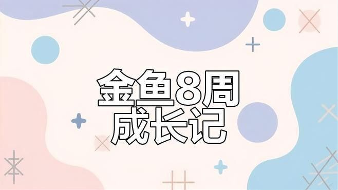 幼魚期一般持續多久？（養魚老道,孔雀魚苗多久才能長大揭秘養護黃金期與壽命真相）