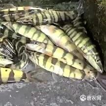 青龍魚(yú)的市場(chǎng)價(jià)格是多少？（青龍魚(yú)市場(chǎng)價(jià)格因規(guī)格、品相和地區(qū)差異有所不同）