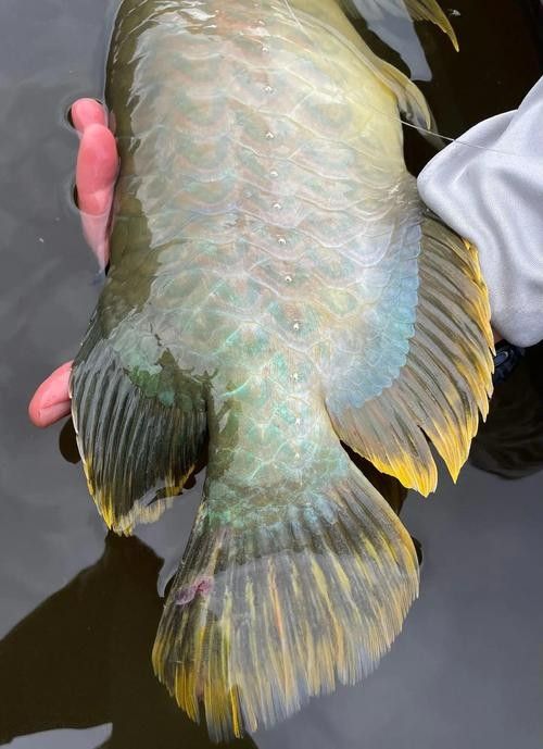 青龍魚(yú)的市場(chǎng)價(jià)格是多少？（青龍魚(yú)市場(chǎng)價(jià)格因規(guī)格、品相和地區(qū)差異有所不同）