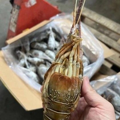 青龍魚(yú)的市場(chǎng)價(jià)格是多少？（青龍魚(yú)市場(chǎng)價(jià)格因規(guī)格、品相和地區(qū)差異有所不同）