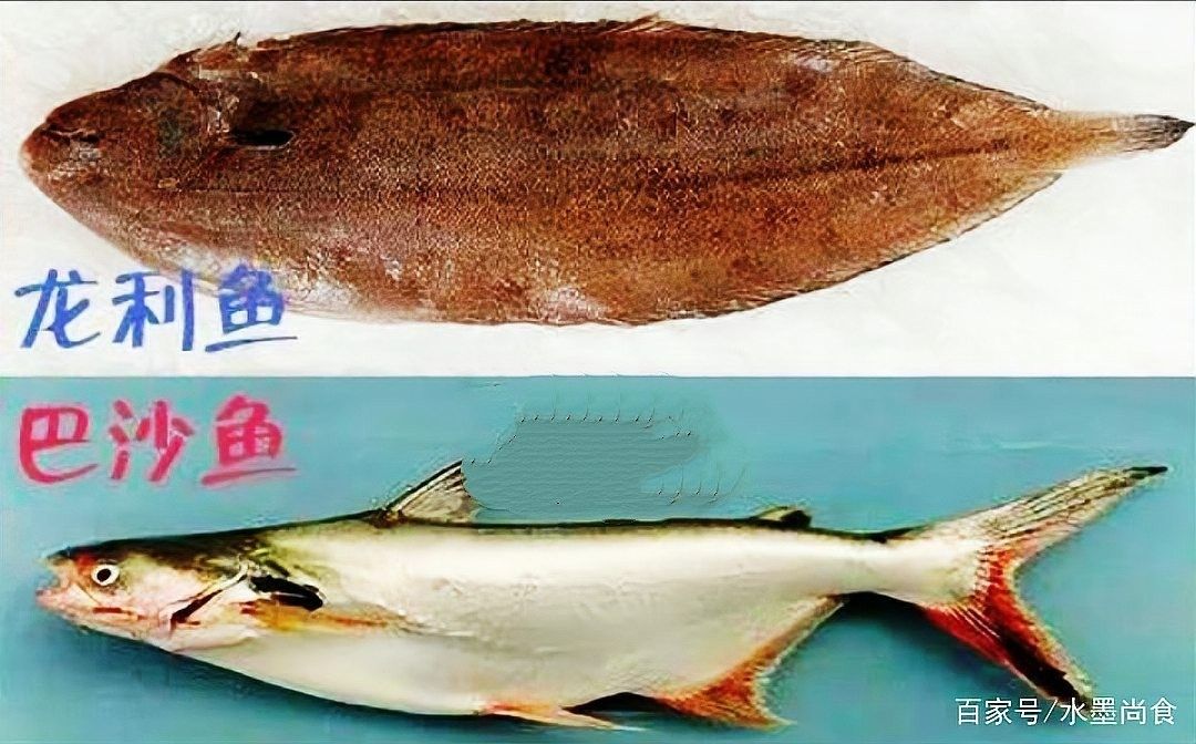 如何區分巴沙魚片和龍利魚片？（如何區分龍利魚和巴沙魚） 如何區分巴沙魚片和龍利魚片？（如何區分龍利魚和巴沙魚） 龍魚百科 第12張