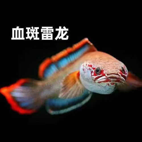 紅色雷龍魚的價格是多少（紅色雷龍魚的價格） 紅色雷龍魚的價格是多少（紅色雷龍魚的價格） 龍魚百科 第3張