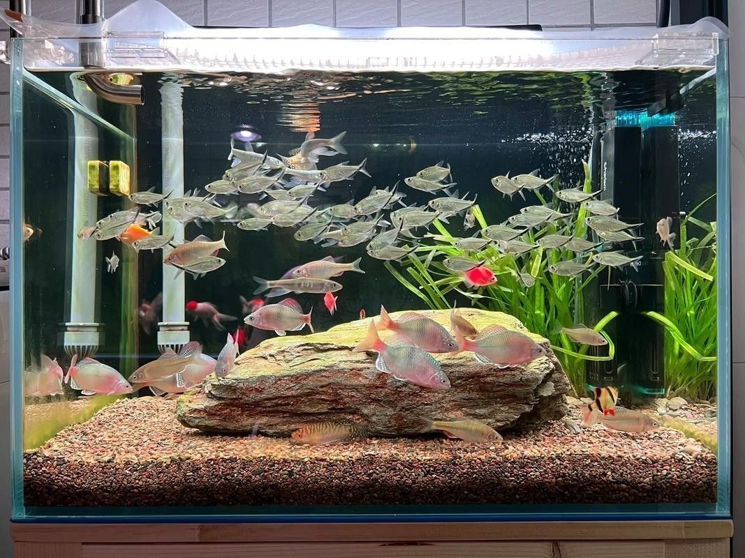 60公分魚缸適合養什么魚（0公分的魚缸適合養一些體型較大、活潑好動的魚類）