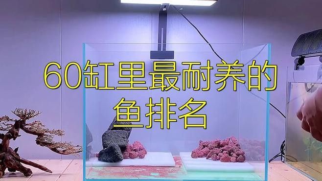 60公分魚缸適合養(yǎng)什么魚（0公分的魚缸適合養(yǎng)一些體型較大、活潑好動(dòng)的魚類）