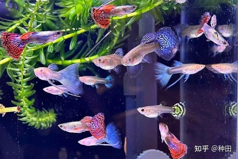 60公分魚缸適合養(yǎng)什么魚（0公分的魚缸適合養(yǎng)一些體型較大、活潑好動(dòng)的魚類）
