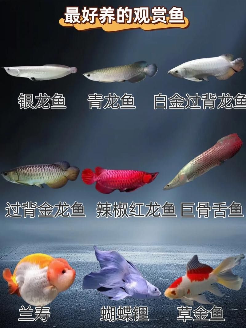 60公分魚缸適合養什么魚（0公分的魚缸適合養一些體型較大、活潑好動的魚類）