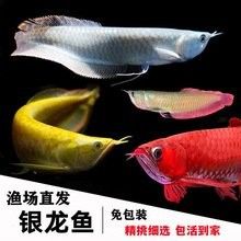 紅龍魚價格是多少？（廣州龍魚祥龍魚場,濟南紅龍魚價格2688貴嗎）