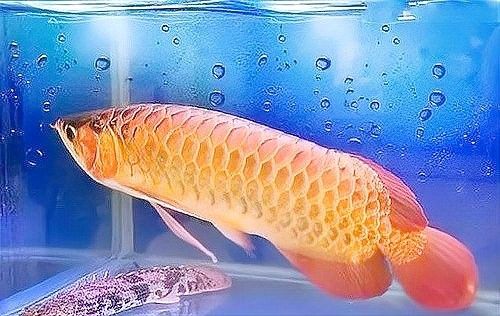 金龍魚被咬后多久會恢復（金龍魚被咬傷后多久會恢復） 金龍魚被咬后多久會恢復（金龍魚被咬傷后多久會恢復） 龍魚百科 第5張